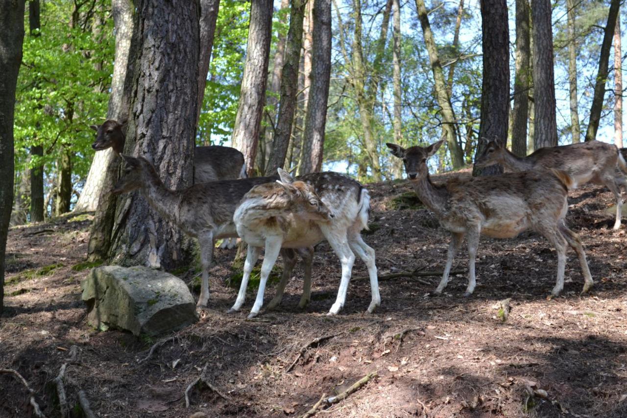 Zauber Der Pfalz Romerberg Bagian luar foto